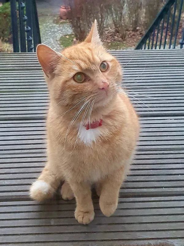 Znaleziono kota, Oława, 5 marca 2024