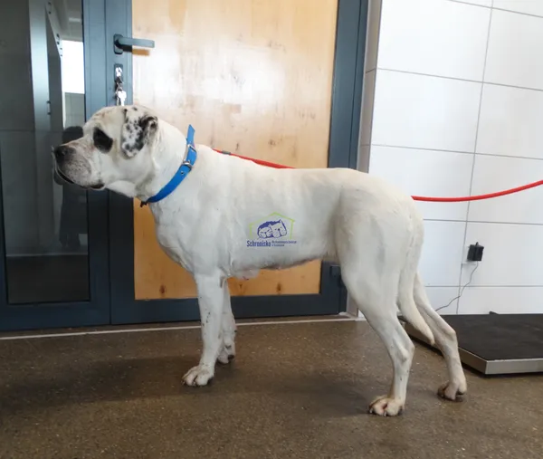 Znaleziono psa, Szczecin, 4 marca 2024 (1/2)