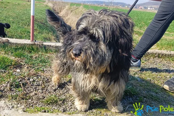 Znaleziono psa, Racławice, 2 marca 2024 (3/5)