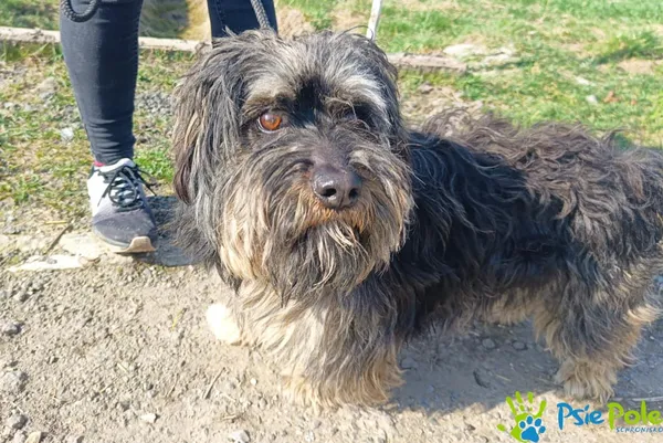 Znaleziono psa, Racławice, 2 marca 2024 (4/5)