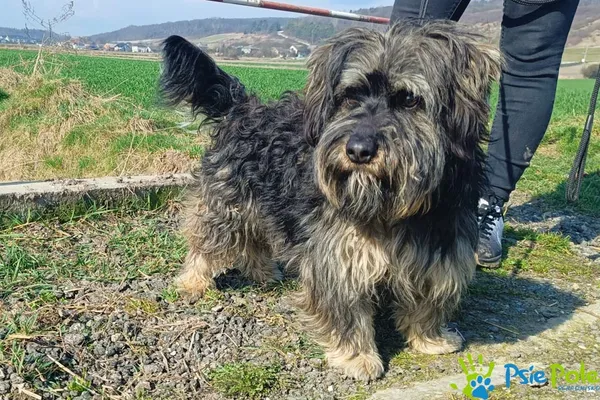 Znaleziono psa, Racławice, 2 marca 2024 (5/5)