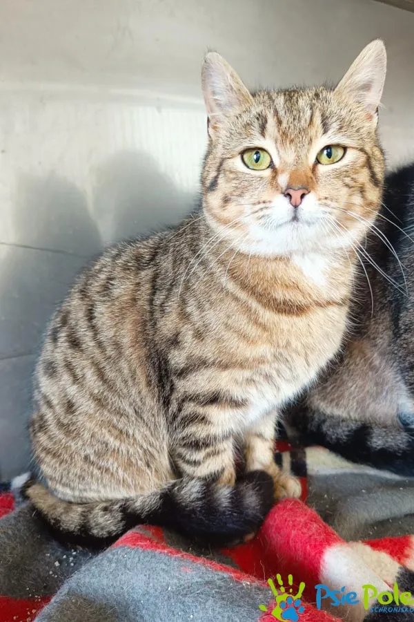 Znaleziono kota, Racławice, 1 marca 2024 (1/3)