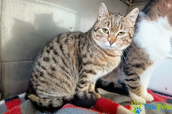 Znaleziono kota, Racławice, 1 marca 2024 (3/3)