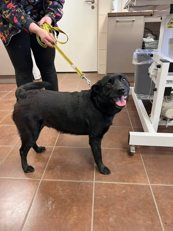 Pies do adopcji, Zielona Góra, 5 marca 2024