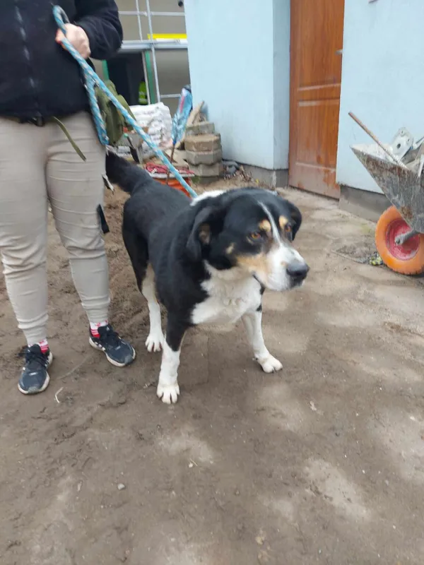 Pies do adopcji, Zielona Góra, 5 marca 2024