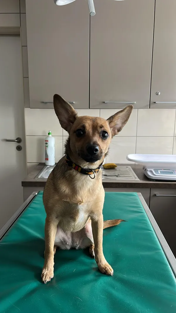 Pies do adopcji, Zielona Góra, 5 marca 2024