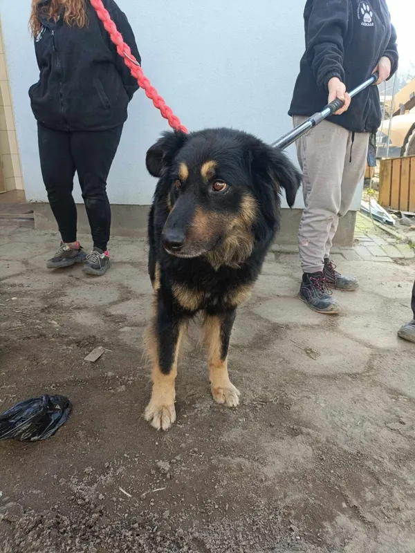 Pies do adopcji, Zielona Góra, 5 marca 2024