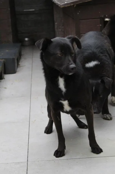 Pies do adopcji, Bełchatów, 4 września 2023 (3/4)