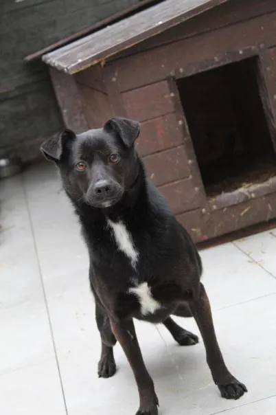 Pies do adopcji, Bełchatów, 4 września 2023 (4/4)