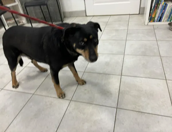 Znaleziono psa, Świdnica, 4 marca 2024