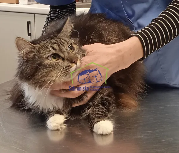 Kot do adopcji, Szczecin, 5 marca 2024