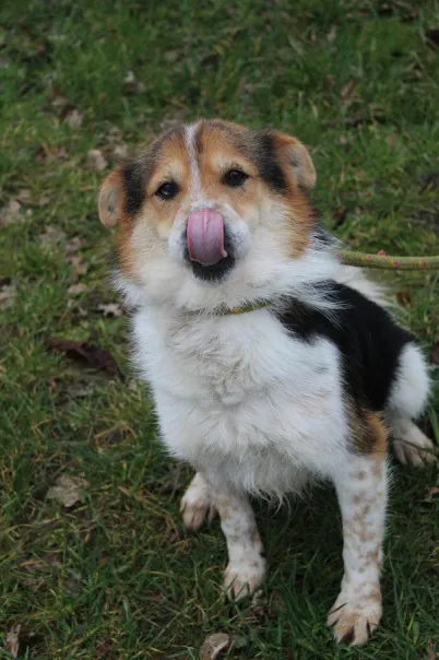 Pies do adopcji, Bełchatów, 7 sierpnia 2023 (5/5)