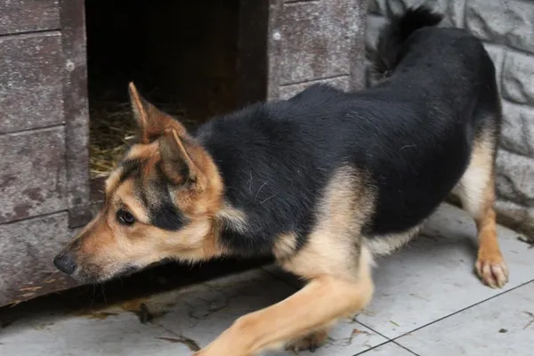 Pies do adopcji, Bełchatów, 16 października 2023 (4/4)