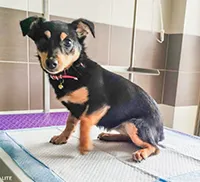 Znaleziono psa, Siedlce, 5 marca 2024