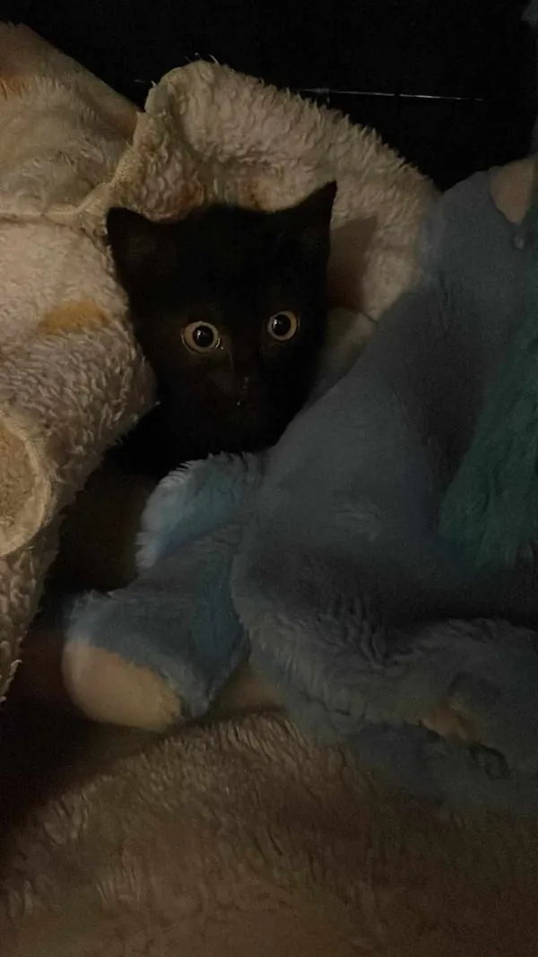 Kot do adopcji, Zielona Góra, 5 marca 2024