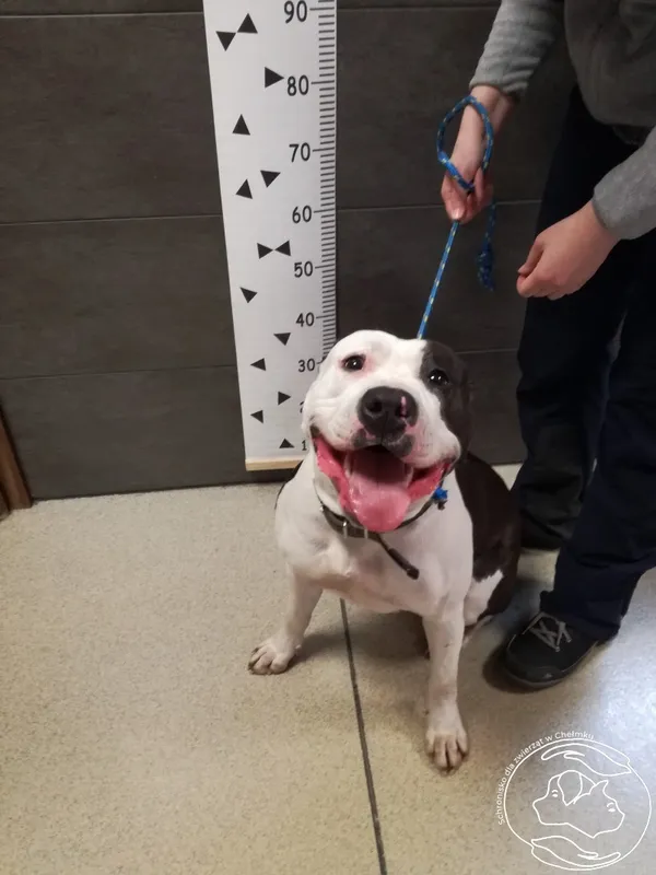 Znaleziono psa, Chełmek, 4 marca 2024