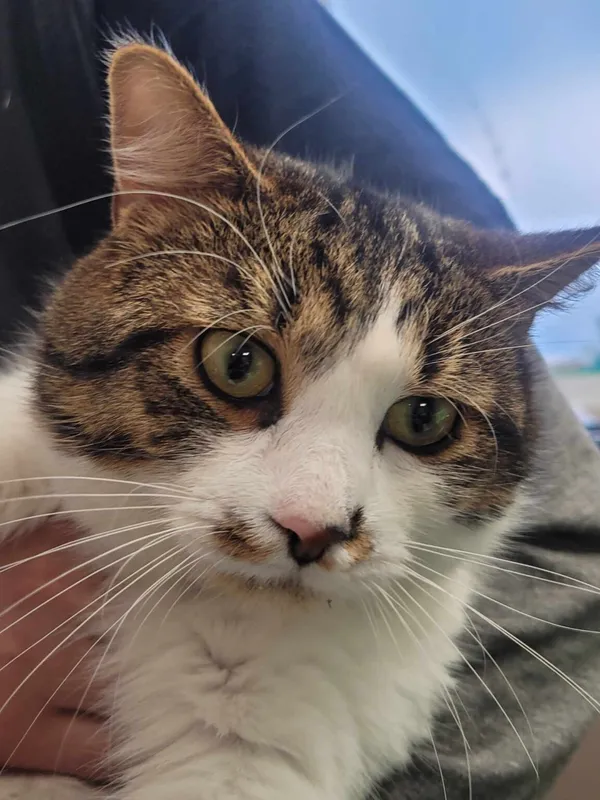 Kot do adopcji, Zielona Góra, 5 marca 2024