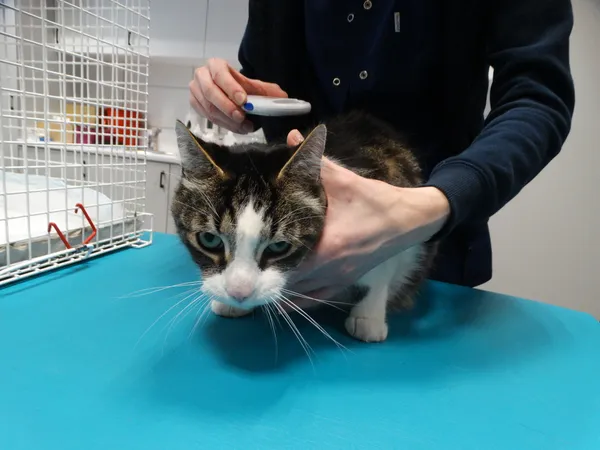 Znaleziono kota, Szczecin, 5 marca 2024 (1/2)