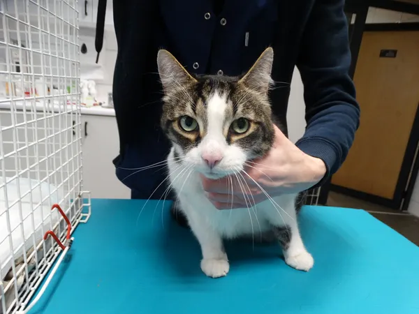 Znaleziono kota, Szczecin, 5 marca 2024 (2/2)