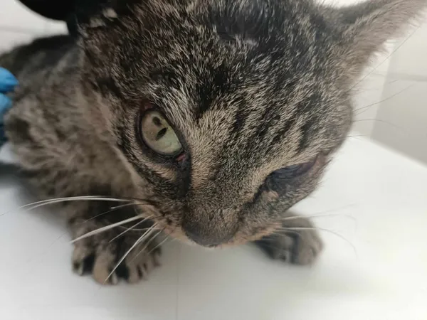 Kot do adopcji, Zielona Góra, 5 marca 2024