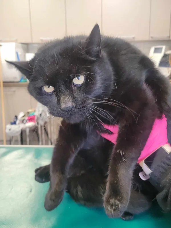 Kot do adopcji, Zielona Góra, 5 marca 2024