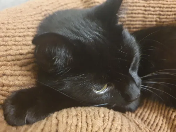 Zaginął kot, Warszawa, Bemowo, 6 marca 2024 (2/3)