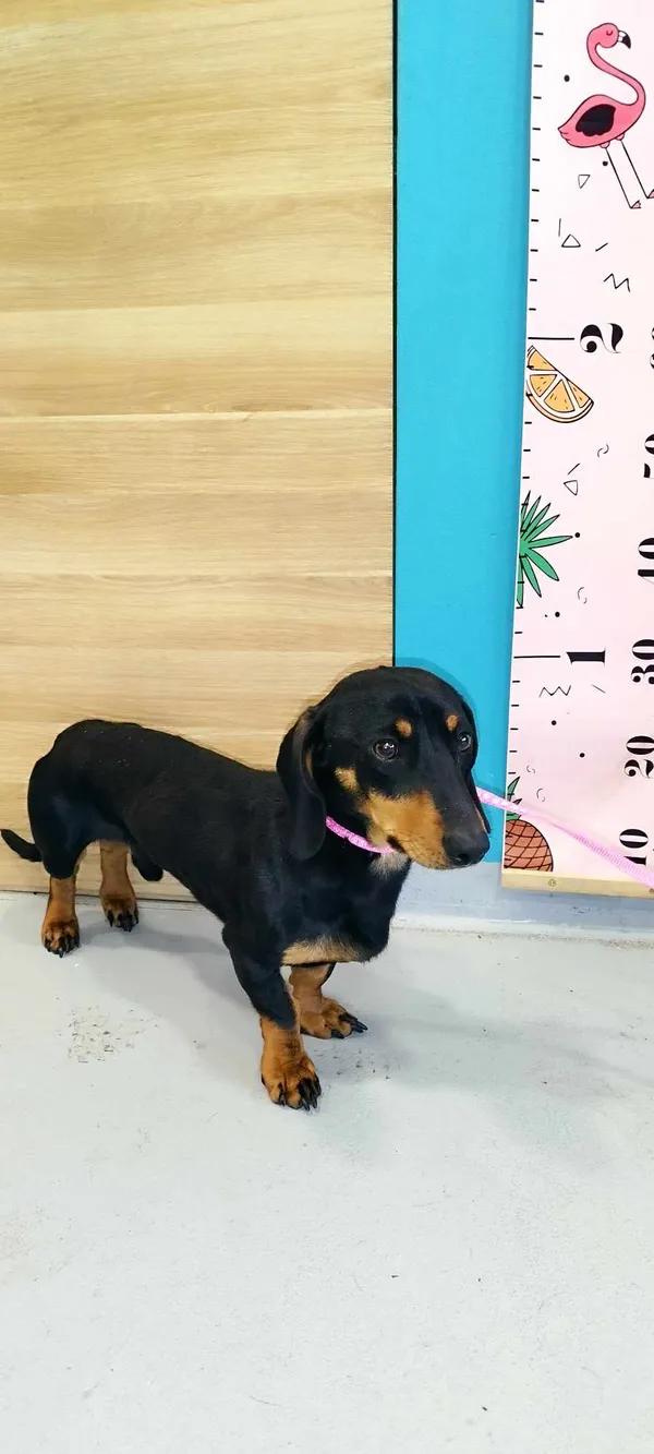 Pies do adopcji, Kielce, 5 marca 2024