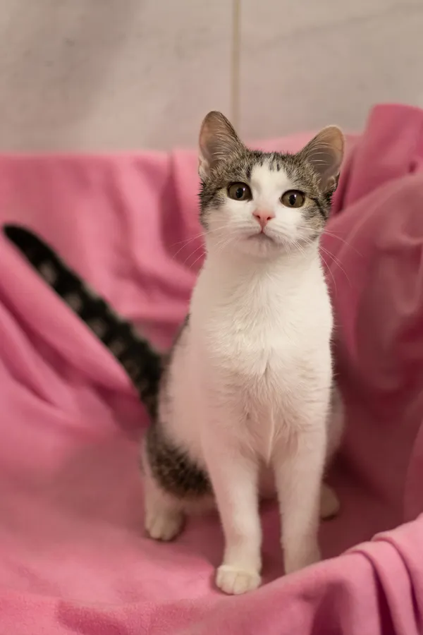 Znaleziono kota, Sosnowiec, 3 marca 2024 (3/3)