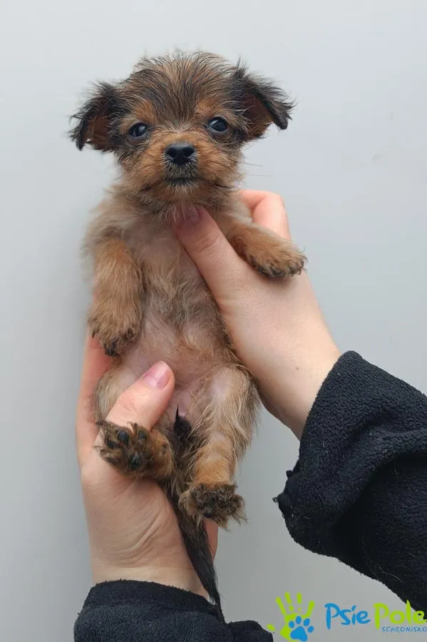 Pies do adopcji, Racławice, 2 marca 2024 (1/3)