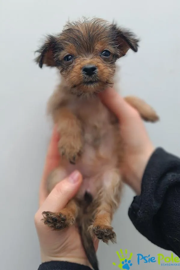 Pies do adopcji, Racławice, 2 marca 2024 (2/3)