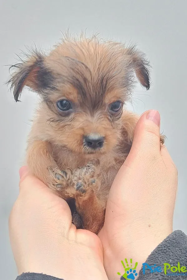 Pies do adopcji, Racławice, 2 marca 2024 (3/3)