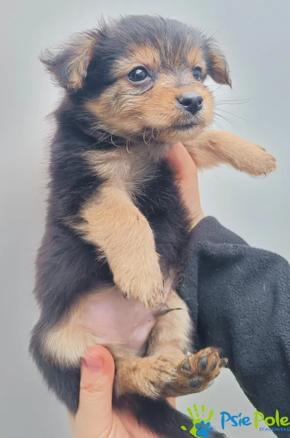 Pies do adopcji, Racławice, 2 marca 2024 (1/3)