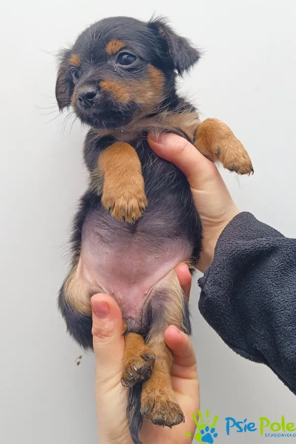 Pies do adopcji, Racławice, 2 marca 2024 (1/2)