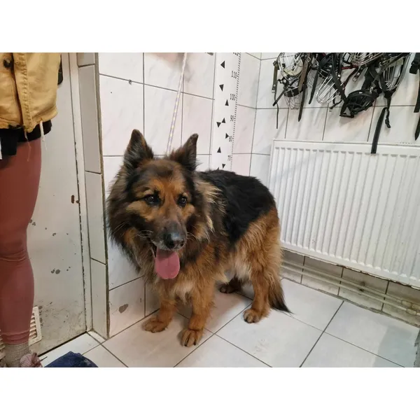 Znaleziono psa, Białystok, 5 marca 2024