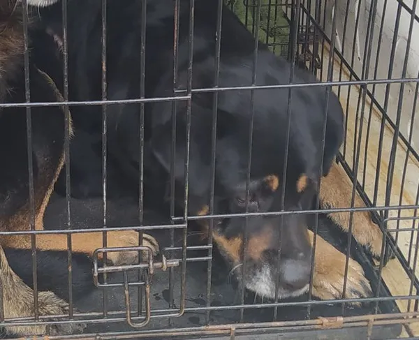 Znaleziono psa, Radom, 5 marca 2024