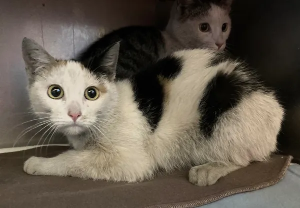 Znaleziono kota, Olsztyn, 5 marca 2024