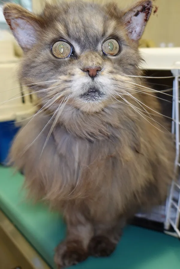 Znaleziono kota, Gdańsk, 6 marca 2024