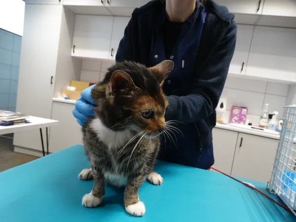 Znaleziono kota, Szczecin, 5 marca 2024 (1/2)