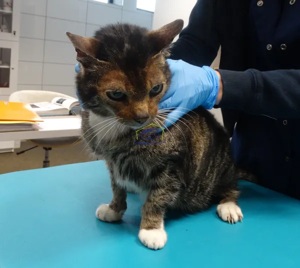 Znaleziono kota, Szczecin, 5 marca 2024 (2/2)