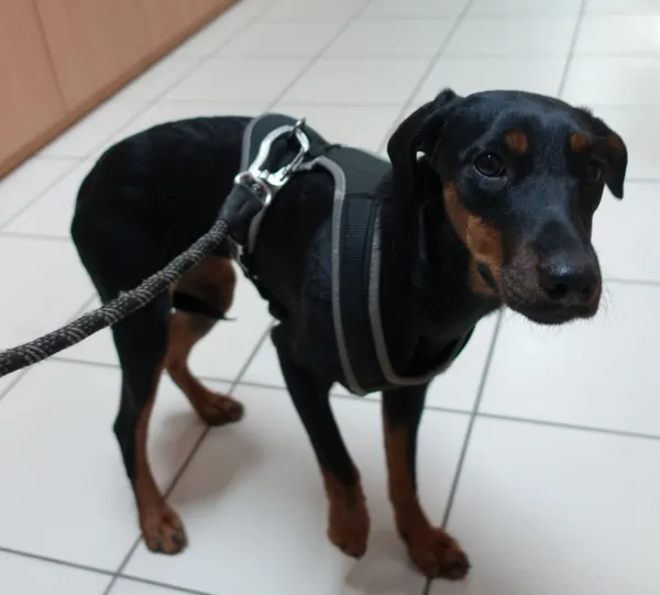 Znaleziono psa, Gdańsk, 6 marca 2024