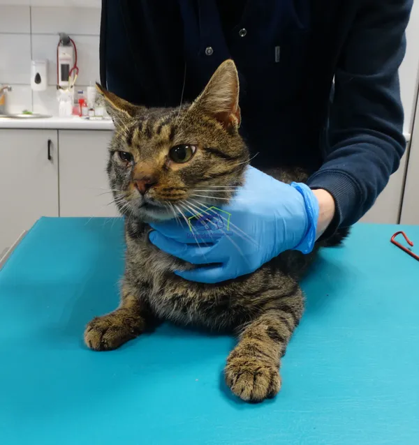 Znaleziono kota, Szczecin, 5 marca 2024 (1/2)