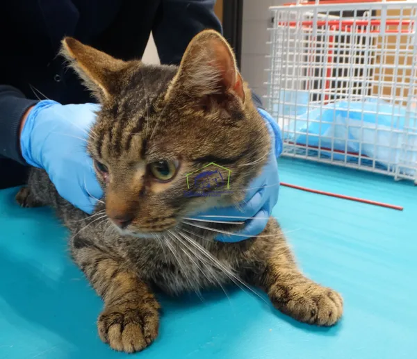 Znaleziono kota, Szczecin, 5 marca 2024 (2/2)