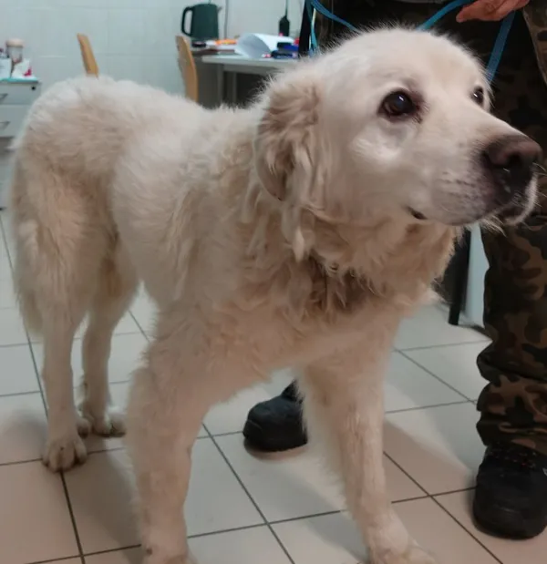 Znaleziono psa, Gdańsk, 6 marca 2024