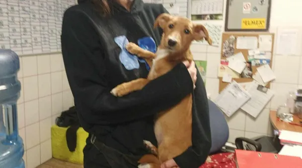 Znaleziono psa, Toruń, 5 marca 2024