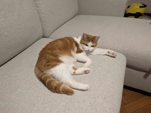 Zaginął kot, Łódź, 6 marca 2024