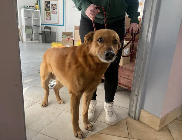 Znaleziono psa, Świdnica, 6 marca 2024