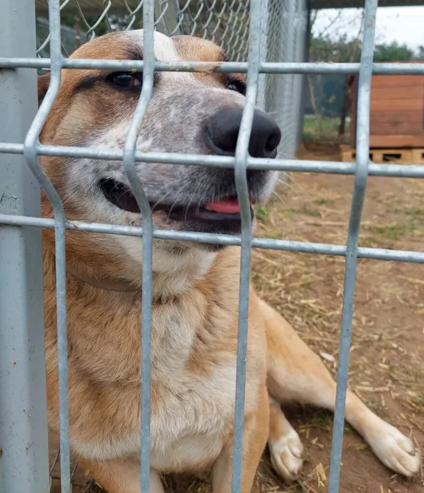 Pies do adopcji, Przyborówko, 6 marca 2024 (2/3)