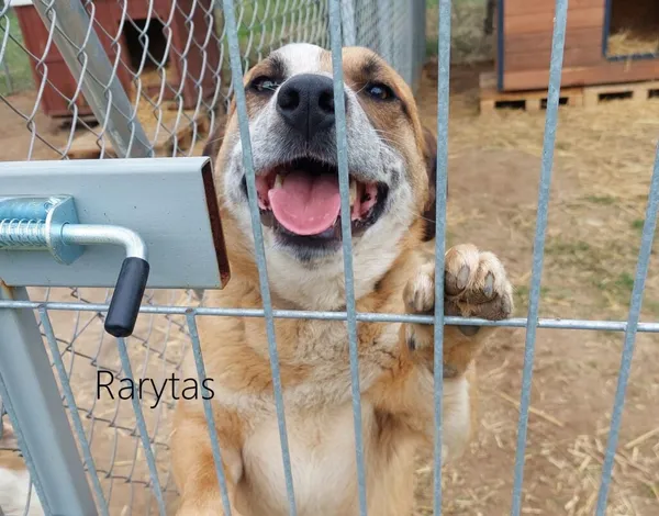 Pies do adopcji, Przyborówko, 6 marca 2024 (3/3)