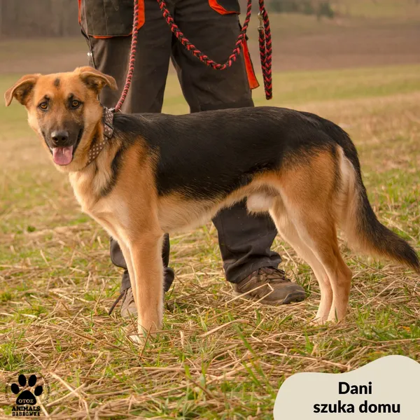 Pies do adopcji, Dąbrówka, 6 marca 2024