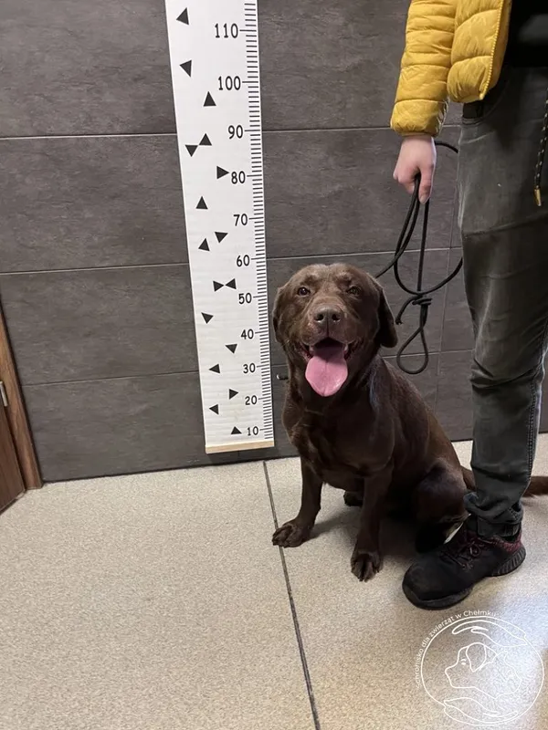 Znaleziono psa, Chełmek, 6 marca 2024